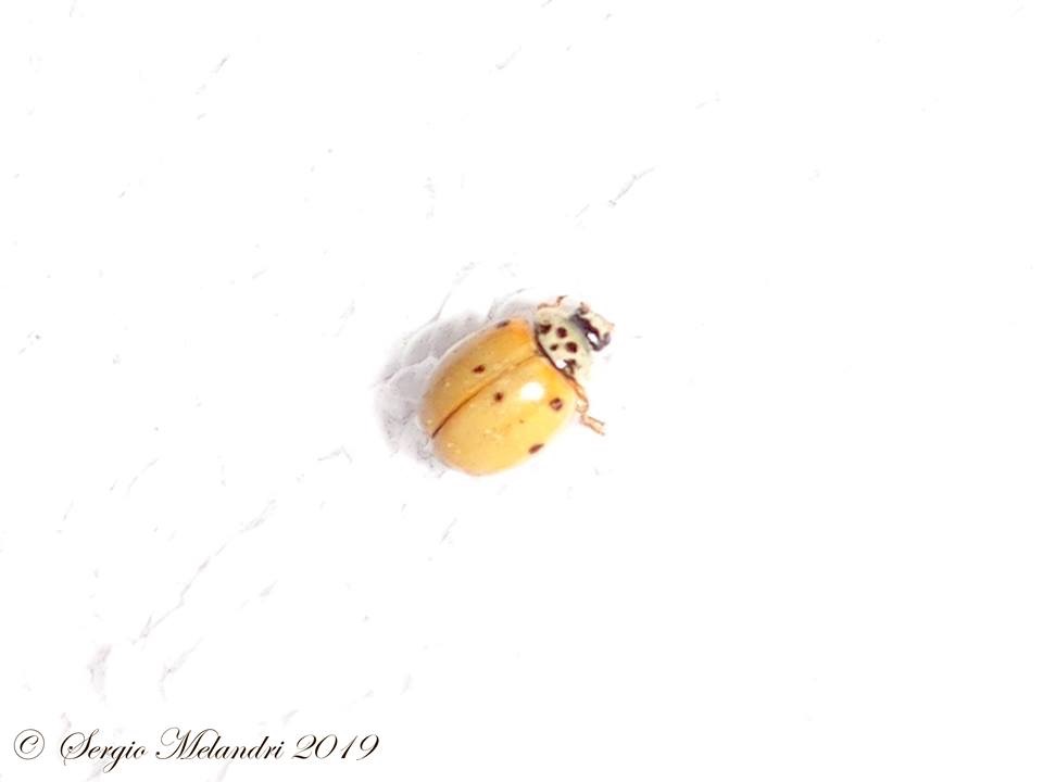 Coccinella da confermare: Adalia decempunctata